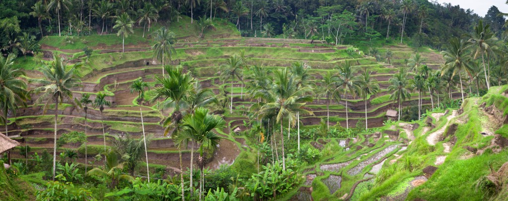 Tegalang-Rice-Fields_Panorama1-copy